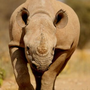 Rhino Guardian - USD 20* Donation