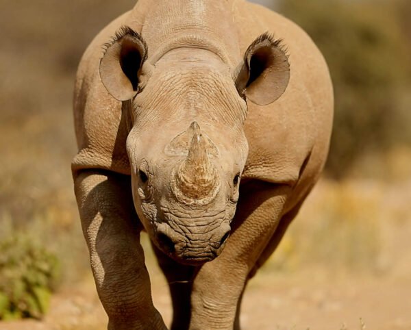 Rhino Guardian - USD 20* Donation