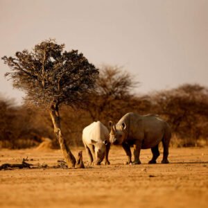 Rhino Hero - USD 100* Donation