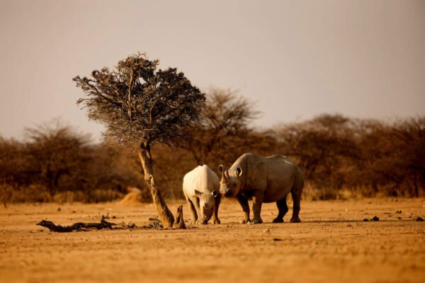 Rhino Hero - USD 100* Donation