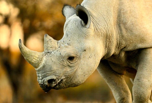 Rhino Protector - USD 50* Donation