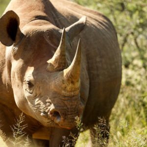 Rhino Champion - USD 500* Donation