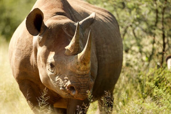 Rhino Champion - USD 500* Donation